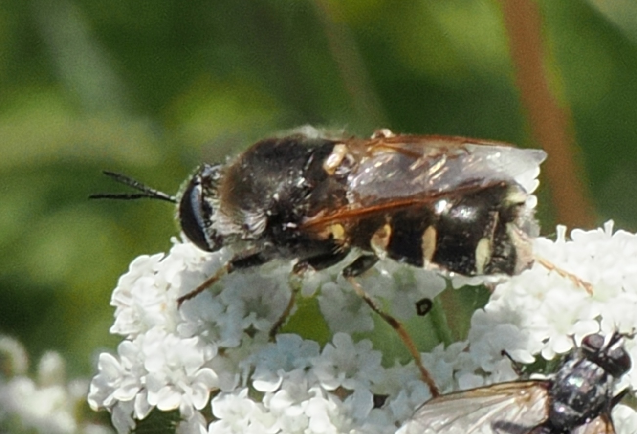 Stratiomys singularior